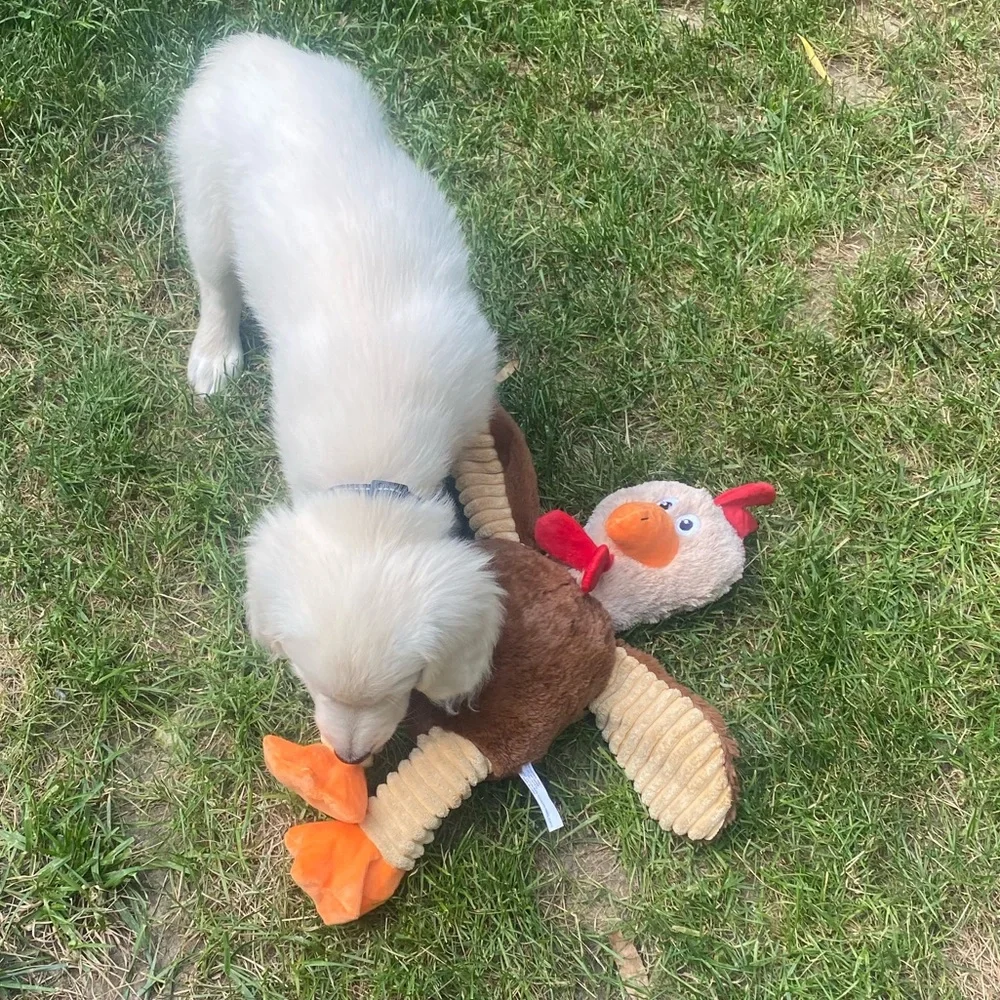 Super Chicken Dog Toys 18” Play, Tug, Toss and Fetch - Picture 10 of 12